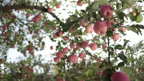 In Yan'an, #Shaanxi, the harvest season is in full swing with Luochuan apples at their peak. The unique climate of this region—ample sunshine, and significant day-to-night temperature variations—creates an ideal environment for growing sweet, juicy apples. Farmers are busy in the orchards, their smiles reflecting the joy of a bountiful harvest. Let’s step into the orchard and share in the happiness of this fruitful season!