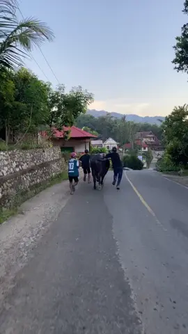 Pajero Melintas🤣 #adukerbautoraja #torajakpts #kpts #tanatoraja #fyp #masukberanda #tiktokpelitfyp 