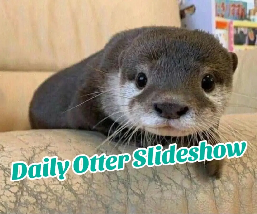 Daily slide show of adorable otters!!  #otter #cuteotter #animals #animalsoftiktok #fyp 