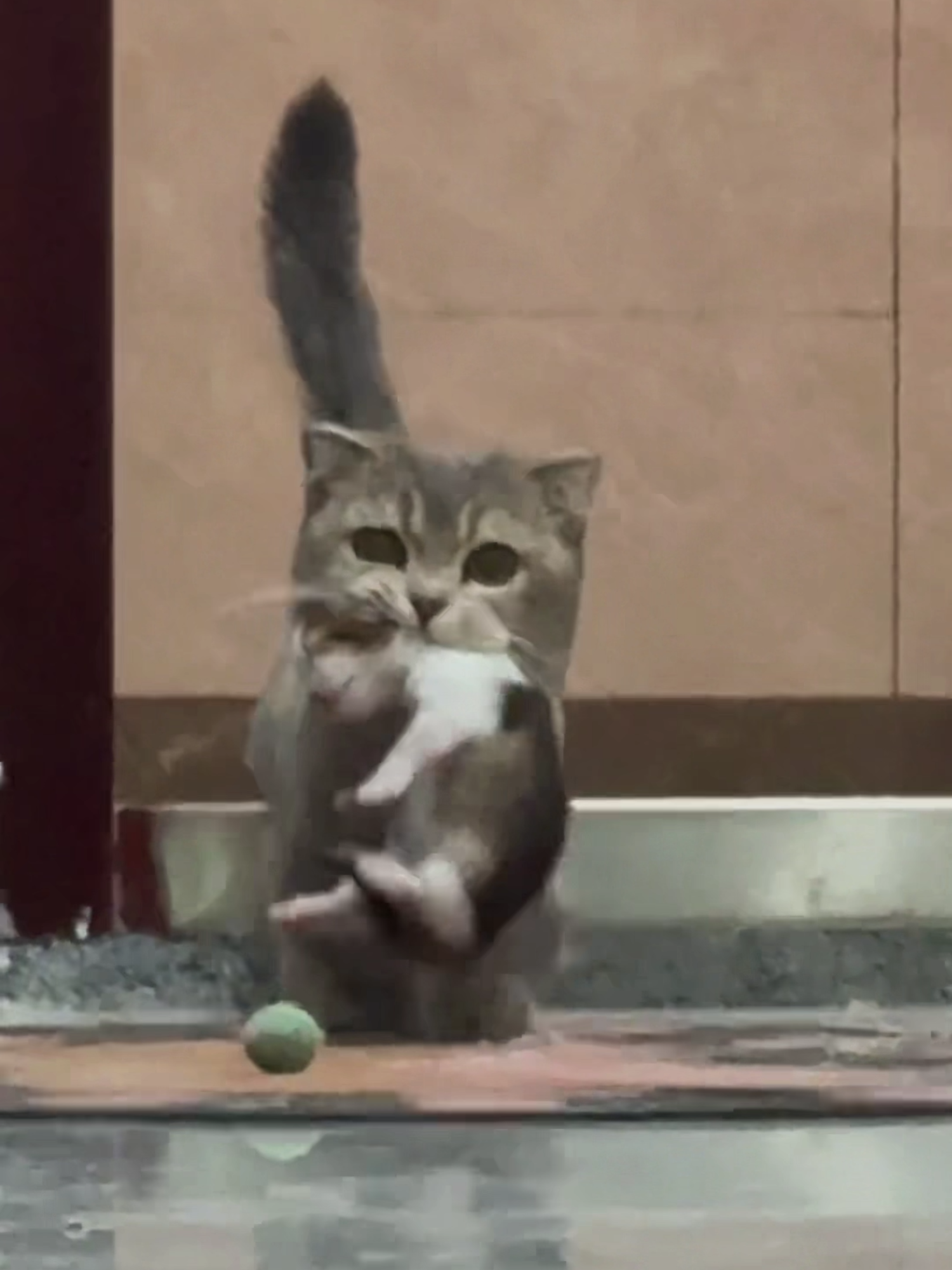 🐱 Cat Mom on a Mission! 🚶‍♀️ Carrying Her Kitten to Safety! 🍼 #supercats #funnycats #catsvideo #catsoftiktok #playfulcats #epic #adorable #catoftheday #catlovers #fyp