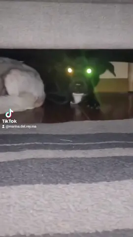 #eating #dogs #pets 