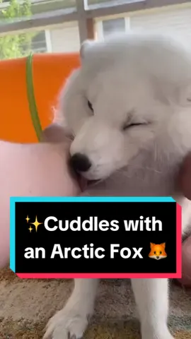 Did you know foxes can purr? 🦊❤️ #arcticfox #floof #fyp #fox  #asmr 