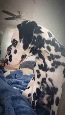 The prettiest boy youll ever see ❤️ #dalmatian #dalmatiansoftiktok #dalmatianpuppy #showdogsoftiktok 