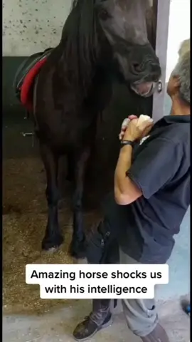 #expohorses #horses #equino #flyp? #jLiss #aquaairpower #potros #potro #лошадь #caballos #cavalo #capallove #häst #konj #pferd #equitacion #purasangre #hipismo #equitationpassion #entrelazosllaneros #ecuestre #rodeo #rodeowrecks #rodeoclown #rodeodrive #rodeolife 