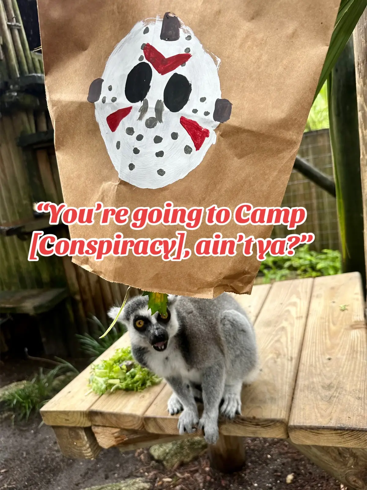 “You’re going to Camp [Conspiracy], ain’t ya?” Happy Friday the 13th from the Lemur Boys! Fun Fact: a group of Lemurs is called a Conspiracy. 😄 Photos provided by Jessie, Bird & Mammal Keeper.  #alligatorfarm #staugustine #fridaythe13 #lemurs #staugalligatorfarm #zooanimals #cuteanimalsoftiktok #endangeredspecies #funnyanimals 