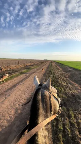 Volver al campo se siente esto 😍#campo #gauchoinfluencer #argentina🇦🇷 #viral #gauchosnotiktok #campoargentino🌱🌾🌻🐮🐂 #caballos #valentinomerlo 