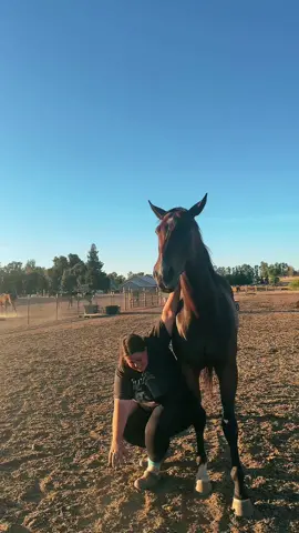 Who said barn chores have to be boring… loving @chappell roan music right now #equisoulmindandbody #horses #barnchores #fyp #chappellroan #pinkponyclub #foryoupage #obsessesd 