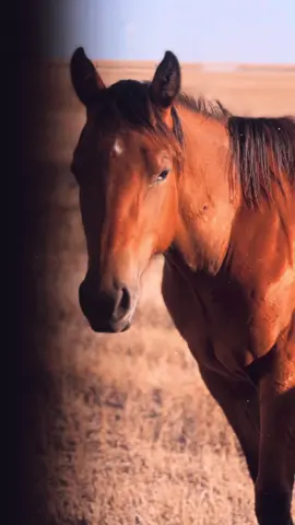 This song is a new obsession… #carpetman #horse #farming #rightwing #rural #horses #music #CapCut
