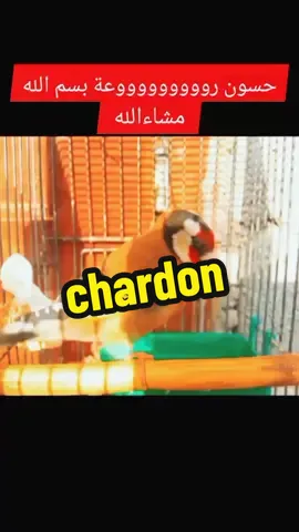 tips tiktok 2024 tips tiktok videos viral tips tiktok chardon الحسون و المقنين #طيور #حسون #قوة #بسم_الله_ماشاء_الله #روعة #تبارك_الله #france🇫🇷 #fy #fyp #lyon #madrid #foryou #france #viral #viralvideo #paris 