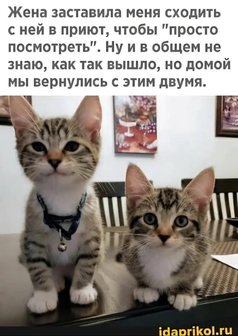 ее #recommendations #cats #kitty  