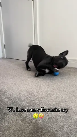 Your sign to get your dog an electric dog ball 🤪 #toys #dogtoy #staffy #staffy #puppylove #staffordshirebullterrier #staffysoftiktok #dogsoftiktok #dog #puppylife #funnyvideos #fypage #fy #fyp #foryou #foryou #crazydog #crazyboy #bluestaffypuppy #bluestaffy #viraltiktok #trending #tiktokshop 