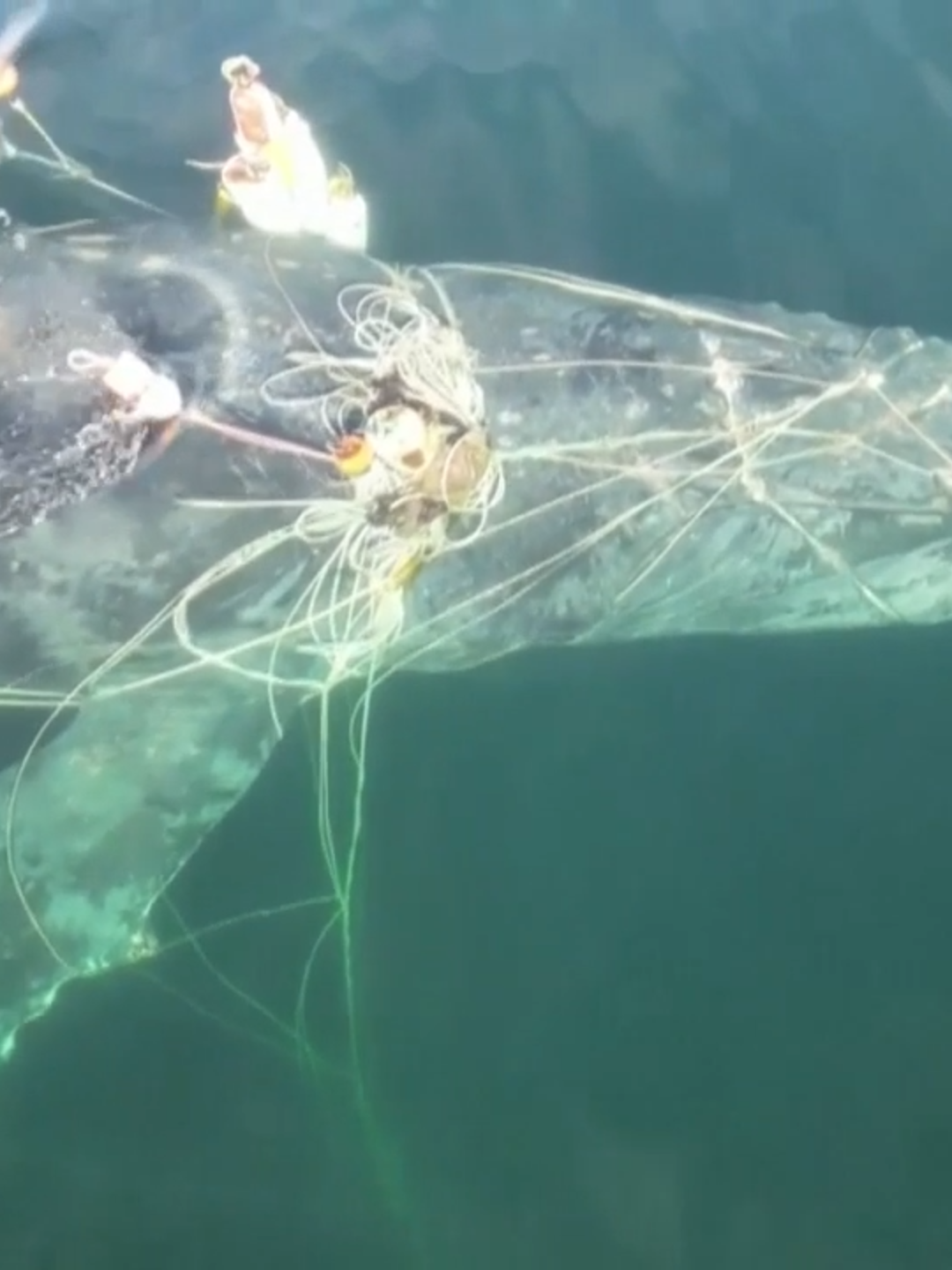 Liberación de una ballena jorobada enredada en una maraña de aparejos de pesca en aguas de Canadá #noticias #news #noticiascuatro #noticiastiktok