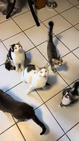 Et oui, c’est ça d’avoir 7 chats 😬.   ##chat##chaton##chatfou##catlover##chatdrole##chatmignon