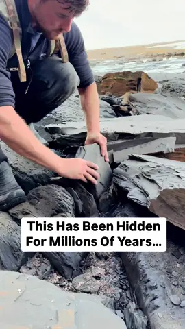 Here’s a video of us exposing a potential Ammonite stone and a perfect Jurassic Belemnite (Squid-like creature) on one of our recent fossil hunts. It was in a large loose shale slab 🦑🦑 This is the ‘Belemnite Guard’, which was the tough inner part of the belemnite 🦖🌎 Thank you in advance for supporting our page! 🐊 #natural #nature #fossil #fossils #ancient #animals #art #ammonite #ammonites #dinosaur #scientist  #minerals #paleontology #whitby #geologist #dorset #geology #charmouth #jurassic #yorkshire #fyp 