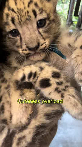 Ghost cub cuteness overload 💗 We love you Raya, Lenny and Phyllis! Marai is the most amazing snow leopard mama. Have you seen them yet? Mornings 9:30-noon are the best bet. Happy Caturday! #caturday #caturdaycuties #snowleopard #snowleopards #catsoftiktok #catlover #woodlandparkzoo #pnw #seattle #conservation #savingspecies 