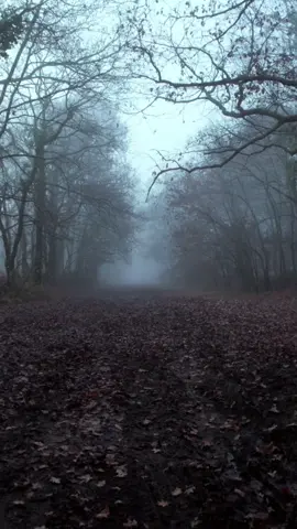 Haunted Forest #livewallpaper #halloween #spookyseason #haunted #forest #horror #scary #creepy #eerie 