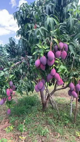 Pomar de manga palmer #manga #fruticultura #agro #mangapalmer 