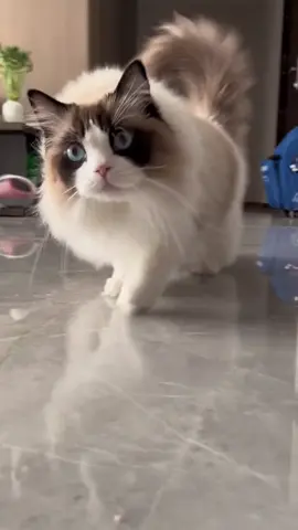 Play with her. Now! Immediately! At once!#cutecat #pet #kucing #kitty 