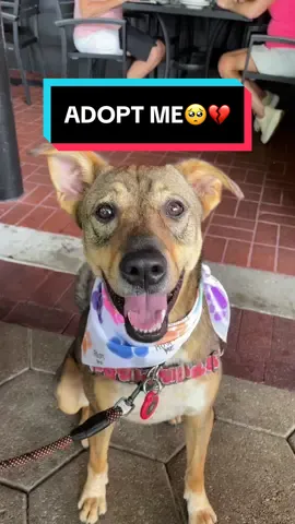 Please help us find Snoopy from @SPCA Florida a home🥺💔 @scoutsrescuehelp #adoptme #shelter #foryoupage #rescuedog 