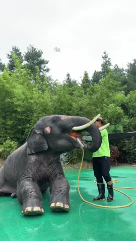 Today, we hired a professional masseur to provide one-stop service#BathingtheElephant #DragonDream