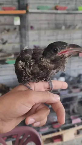 Beautiful koel baby birds 🐥 #birdslover #koel #birds #trending #viralvideo #animals #foryou #foryoupage #parrots #ytshorts 