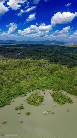 MANGROVE 