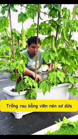 Trồng rau sạch bằng viên nén xơ dừa #viennenxodua  #viennensodua  #caycanh  #bonsai  #bonsaimini #bonsaitree  #trend  #xuhuong  #xuhuongtiktok 