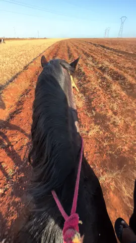 #الخيل #تبوريدة_المغربية #داودي 