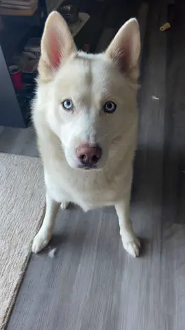 #fail 😂😂 he eats them too #fyp #trend #husky 