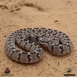 𝐑𝐡𝐨𝐦𝐛𝐢𝐜 𝐄𝐠𝐠-𝐞𝐚𝐭𝐞𝐫  (Dasypeltis scabra) 𝐍𝐨𝐧-𝐯𝐞𝐧𝐨𝐦𝐨𝐮𝐬 & 𝐇𝐚𝐫𝐦𝐥𝐞𝐬𝐬 -Sub-saharan Africa, Saudi Arabia & Middle East. The harmless Rhombic Egg-eater snakes defend themselves against predators by mimicking venomous saw-scaled vipers. The egg eater is a master of mimicry. When threatened they will rub their scales against each other making a rasping sound, which mimics the hiss of the venomous Saw Scaled Vipers and they are often mistaken for the Venomous SSV's.  This stunning Rhombic Egg-eater is actually non venomous and harmless.  In this video you would hear the rubbing of its scales and its hissing. This mimics the Saw Scaled Viper (Echis Carinatus) with the twisting and scale clicking. #Dasypeltisscabra #Rhombiceggeater #nonvenomous #harmless #naturesfury #subsaharanafrica #middleeast #saudiarabia #highlyvenomous #whotofollow  #conservation #savesnakes #wildlife #savewildlife #herping #snakes #serpent #reptiles  #herpetology #viralreelschallenge #viralpost #viralreelsfb #viralreelsシ #viralpage #viralshorts #trendingvideo #trendingreels  #snakers #thesnakekeeper #reptilesofwild  -----------𓆙 𝐓𝐞𝐚𝐦 𝐑𝐞𝐩𝐭𝐢𝐥𝐞𝐬 𝐨𝐟 𝐖𝐢𝐥𝐝 𓆈𓆗