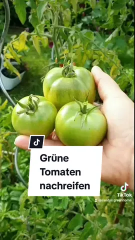 Wie ihr jetzt eure grünen Tomaten nachreifen könnt #gardenharvest #herbstgarten #gardenwithme #gardentips #tomaten 