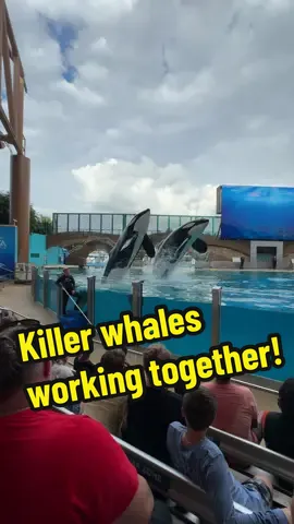 Group behaviors aren’t very common anymore so I was very excited to see Trua & Makaio do this bow together around the perimeter of the pool. It’s so rare to see & was truly amazing! 🤩 #seaworld #seaworldorlando #seaworldcares #shamu #orcaencounter #oneocean #orca #orcas #whale #whales #whalesquad🐳 #animalsoftiktok #animal #trua #makaio #fun #silly #cute #amazing #group #together #f #fyp #foryou #foryoupage #foru #fypage #funnyvideo 