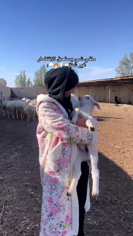 الغنم بالفيديو اصله راجع لا فلسطين ولكن للاسف اسرائيل  احتلت ولكن كل شي يبقى لا اصله احب هذا الغنم غير عن الغنم بلدي لانه يتميز كثير من شغلا انه قياده القطيع يستخدمو من احسن فروات شتويه من احسن صوف حليبه وكثرته مميزه يستخدمو فلاحين او البدو للعزبه او خيمه لتنقل لشد مربط في حاله مطر او شتويه ارجو شوي عن زمان في كتاب عن اصول الغنم🐑 #t #tiktok #trend #trending #اكسبلور #اكسبلورexplore #اكسبلور_فولو #غزل #خيل_وخياله🐎 #خيل_عربي #خيل_وخياله #خيل #الاردن #الامارات_السعوديه_الكويت_البحرين_عمان #اكسبلور #ترند #ترندات_تيك_توك #شعب_الصيني_ماله_حل😂😂 #fypシ #f #jordan #فلسطين_لبنان_سوريا_اليمن_مورتانيا #Ghazal_aldajaa#