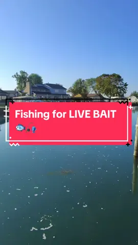 Lets fish for LIVE BAIT 🐟🎣 #fishing #fishingvideos #capcut 