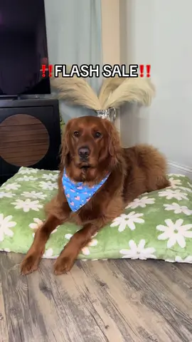 The viral foam pet bed is on sale!!! Get it before it ends! Also the calming pet donut bed is also on sale from the same company🐶🐾 #dogsoftiktok #goldenretriever #viraldog #calmingpetbed #donutbed #trending #tiktokshop #tiktokshopsale #flashsale #dogbed 
