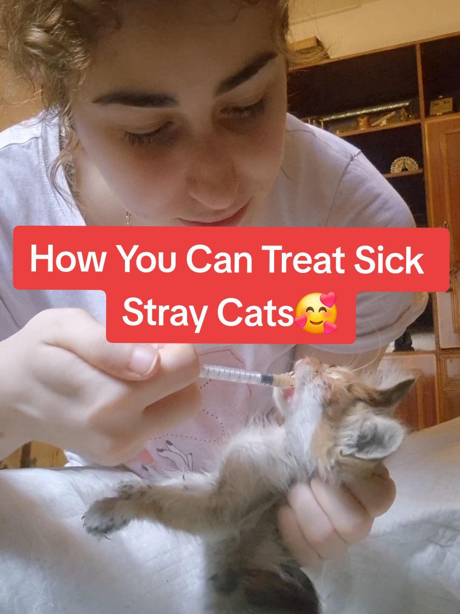 Replying to @traxy.vu All meds are available at any pharmacy #fyp #foryou #cat #kitten #animals #rescue #pov #catsoftiktok #catlover #cute #pet #Love #emotional #happy #moment #life 