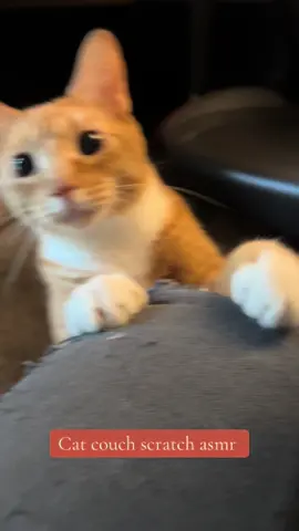 Scratch, meow, repeat. It’s the soothing sound of ‘I do what I want.’ 😸 #asmr #cat #catsoftiktok #cattok #cats #catlover #cutecat #fypシ゚ #catslife #fyppp 