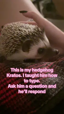Ask him a question or tell him how cute he is… #cute #hedgehog #silly #fyp 