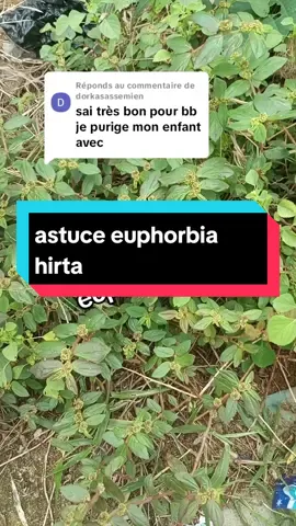 Réponse à @dorkasassemienastuce euphorbia hirta #astuce #sante #conseil 