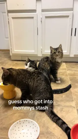 these cats man, always getting into something.. #fyp #relatable #viral #cats 