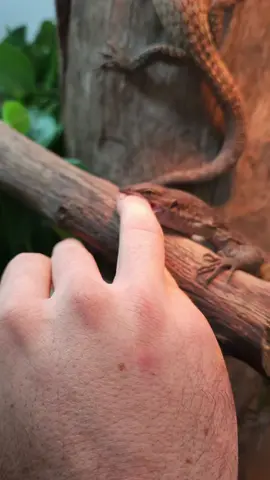 our tristis monitor socialising gone wrong little dinosaur thought he could swallow my finger #Australia #viralvideo #nature #fyp #reptiles #reptilesoftiktok #lovelife #dragons #downtoreptile #viral #reptileworld #getmeone 