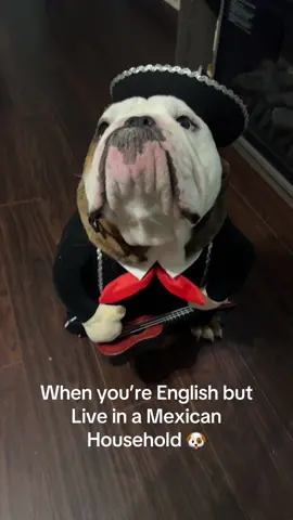 Mexican English Bulldog 🇲🇽🇬🇧#mariachidog#charro#bulldogsoftiktok #dogsoftiktok #englishbulldogsoftiktok #englishbulldog #perrostiktok #vivamexico🇲🇽 #bulldoginglesmexico 