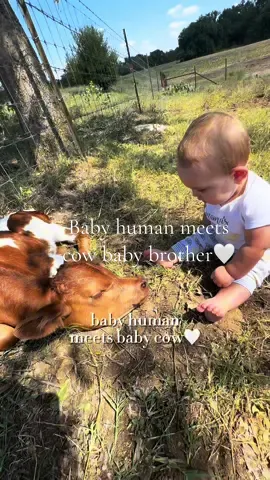 He's like dang this is a big ass baby mama💀🤍🖤 #MomsofTikTok #babycow #ranchlife #babiesoftiktok #cows 