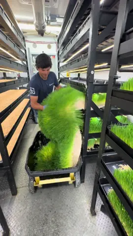 Harvesting nutrient-dense barley fodder. This containerized hydroponic fodder farm uses 50-70 hWh per day, can be placed in drought-stricken areas and produce three tons per week all year long. #fodder #barley #farm #farming #farmlife #reel #reels__tiktok #reelsinstagram #ranch #ranching #explore #explorepage #cea #agtech #Sustainability 