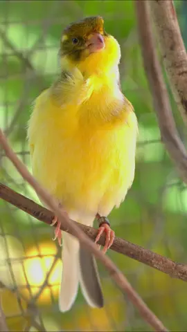 A beautiful and melodious songbird, prized as both a visually striking and vocally gifted cage bird.Canary bird (Serinus canaria).#canarybird #birds 