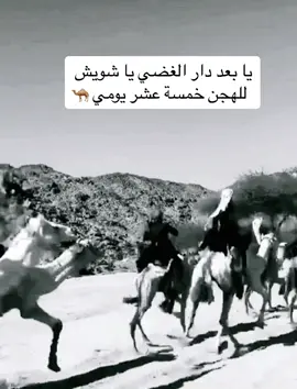 يا بعد دار الغضي يا شويش  للهجن خمسة عشر يومي #محمد_الصالح_🇸🇦 #محمد_محمد🤍🕊🌺🌸 #محاورات_قديمة #كسبلورر #كسبلو #كسبلور #كسبلوررر #كسبل 
