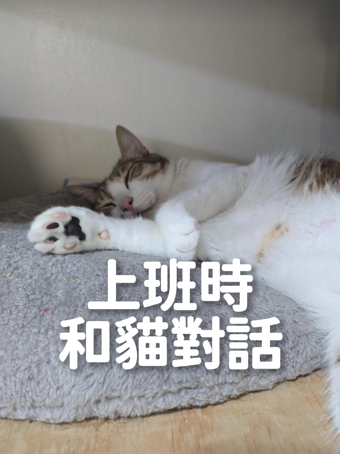 用最可愛的臉講最狠的話 #貓 #高高順 #cats