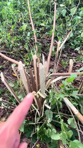 Fans who were stung while chopping down trees seek help to deal with it#Onsiteshooting #LittleBee