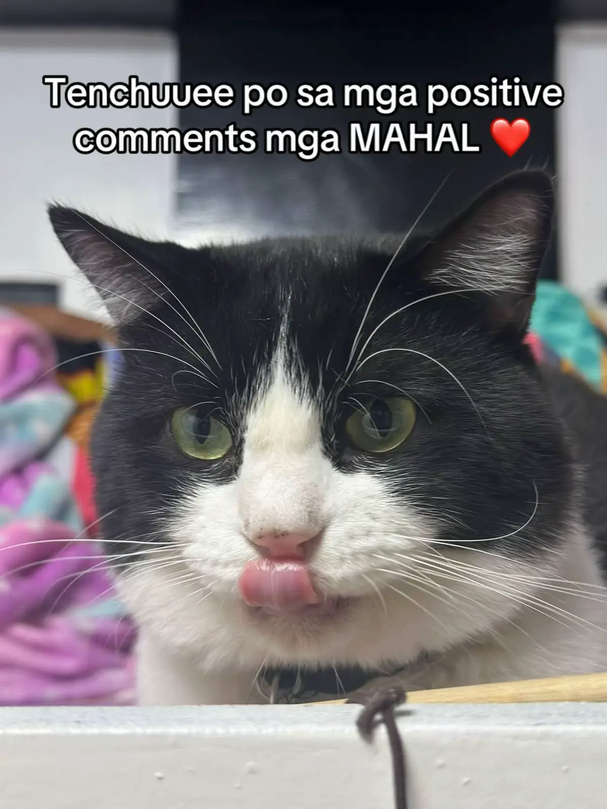 #catsoftiktok #TomtomMahal