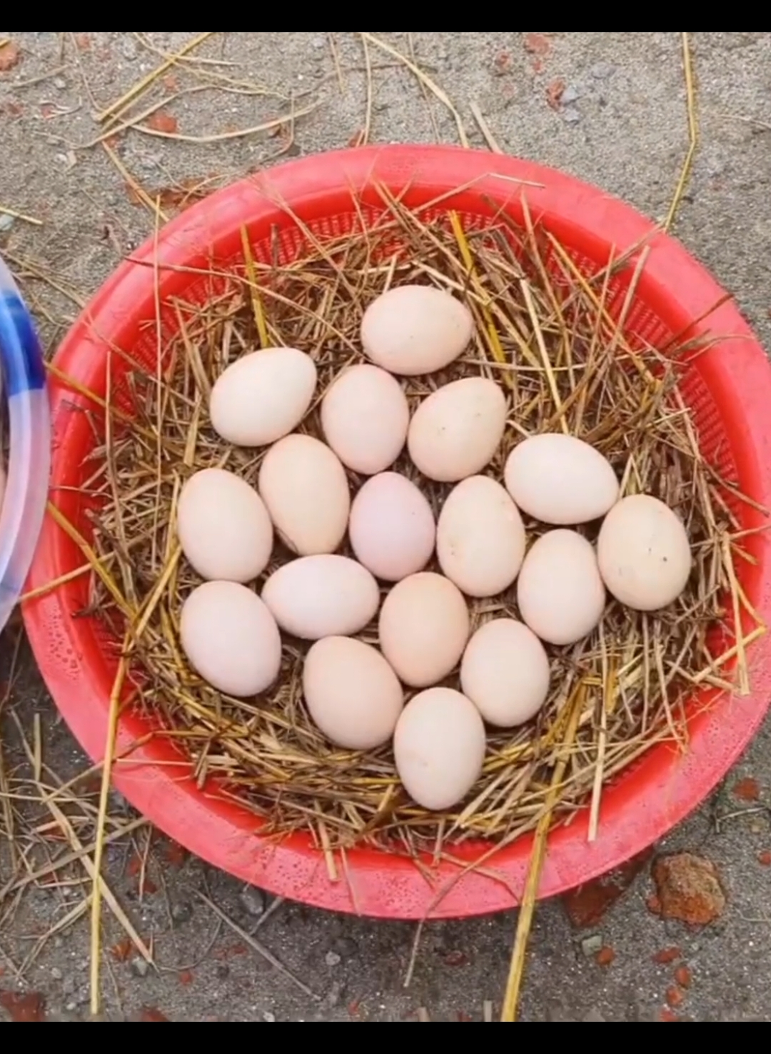 how to hatch chicken eggs sunlight incubator at homemade #hatched #eggs #incubator #chicken #foryourpage #shortvideo #viraltiktok 